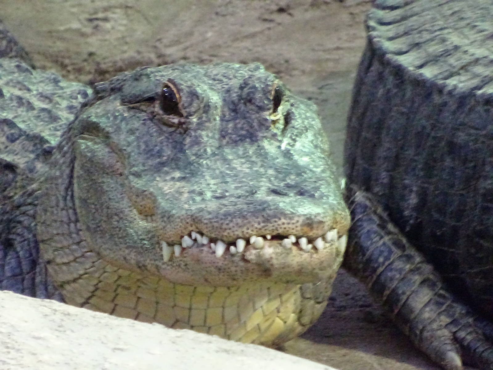 American Alligator at Gator Golf - 28/08/2014