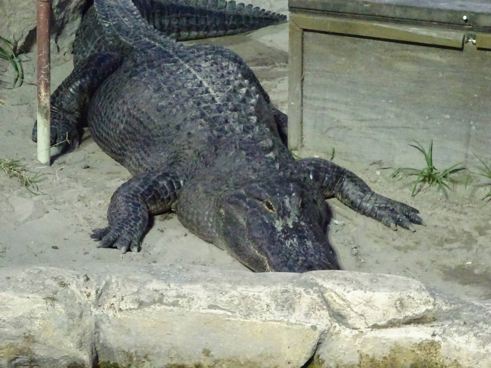 American Alligator at Gator Golf - 28/08/2014
