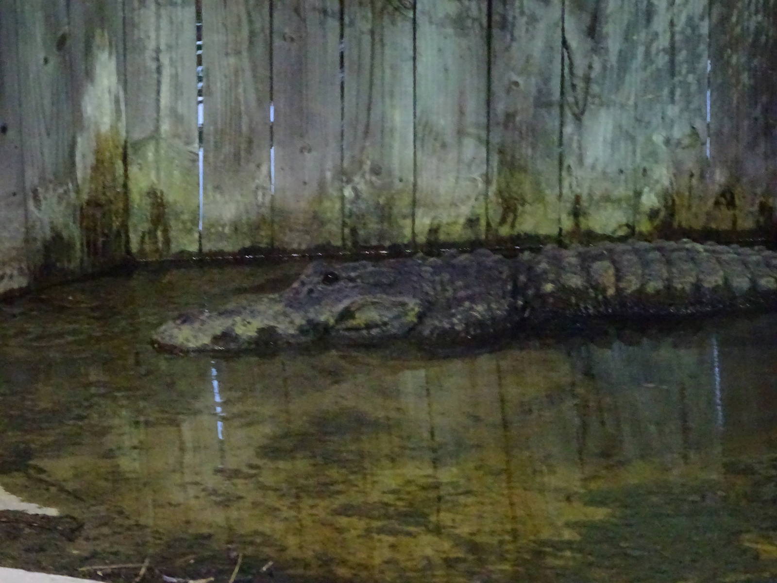 American Alligator at Gator Golf - 28/08/2014