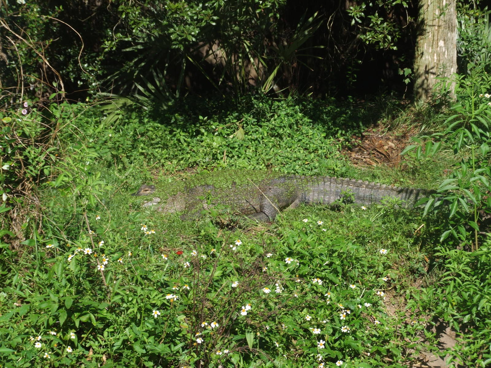 American Alligator at Jacksonville, 10/10/13