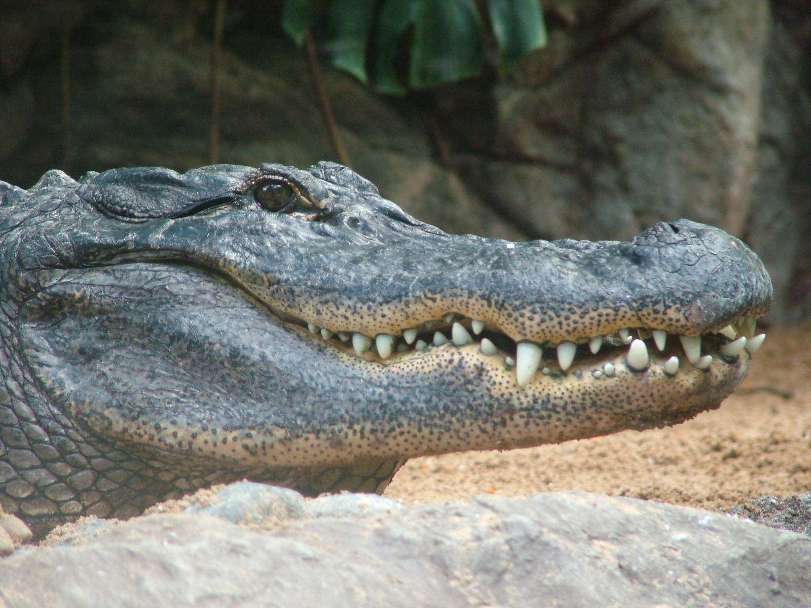 American Alligator at Loro Parque, 08/11/10