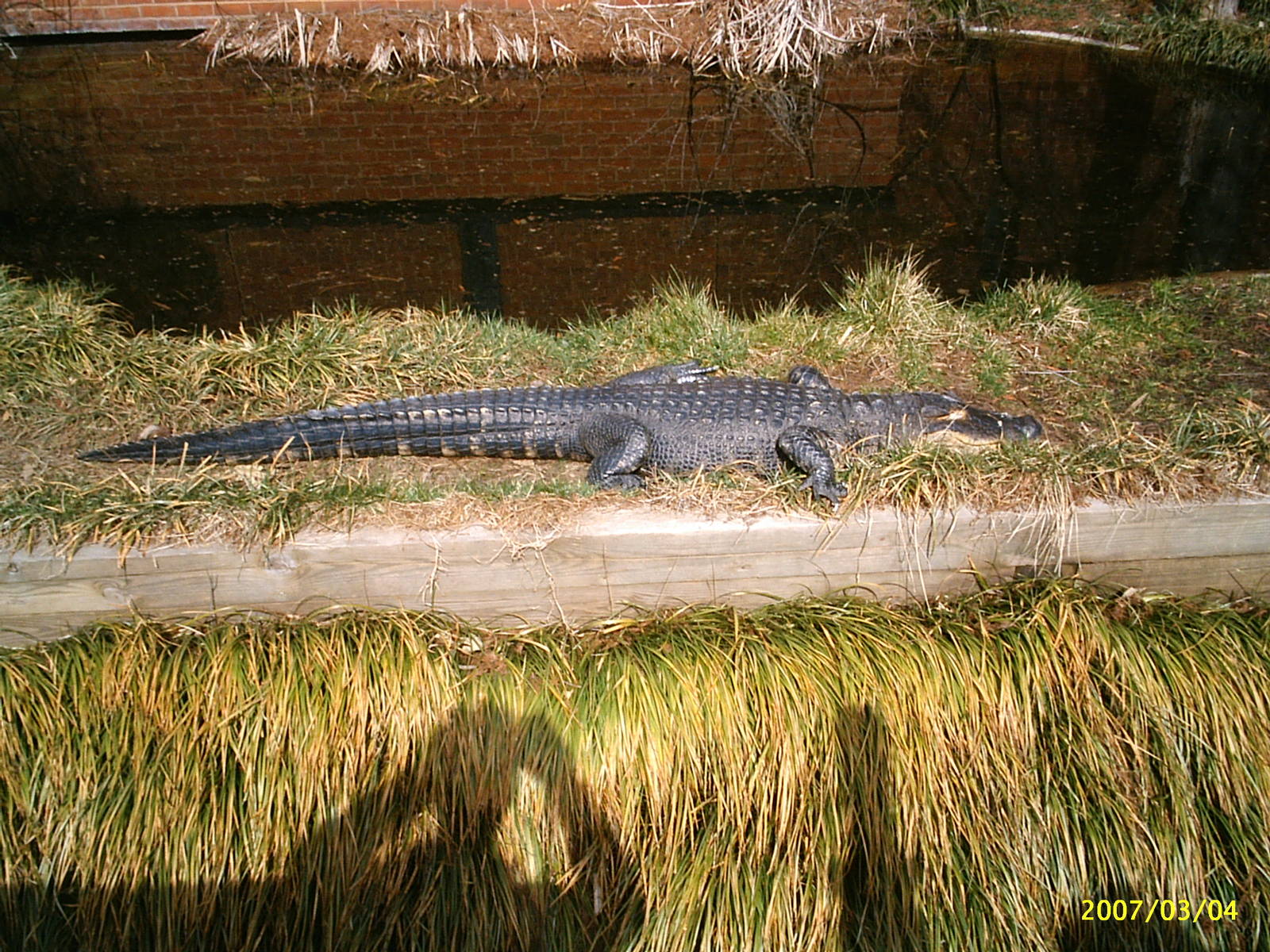 American Alligator at National Zoo