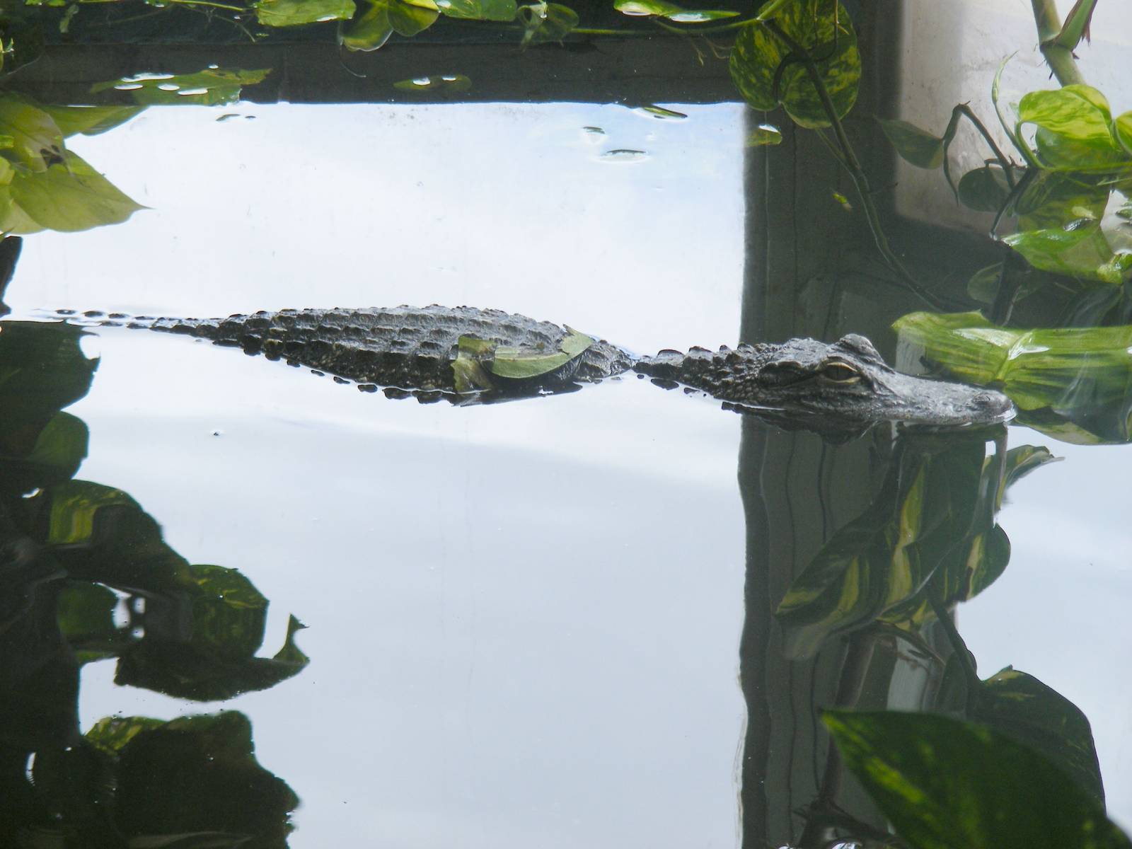 American alligator at Noah's Ark Zoo Farm, 31 July 2010