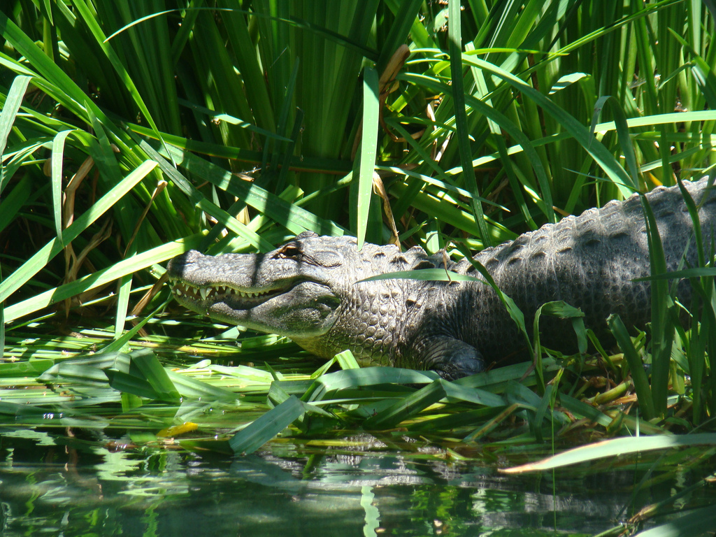 American Alligator at the Los Angeles Zoo