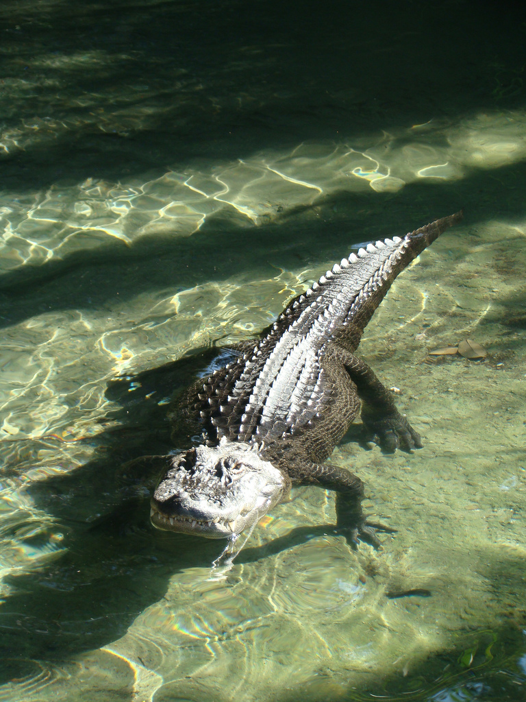 American Alligator at the Los Angeles Zoo