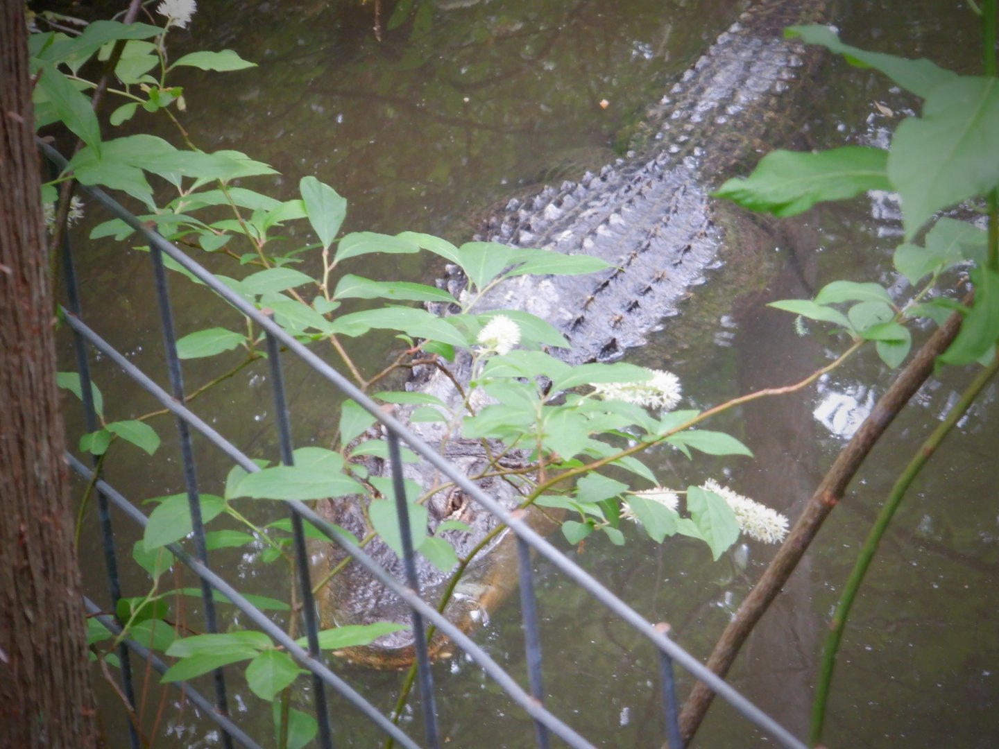 American Alligator at the North Carolina Zoo