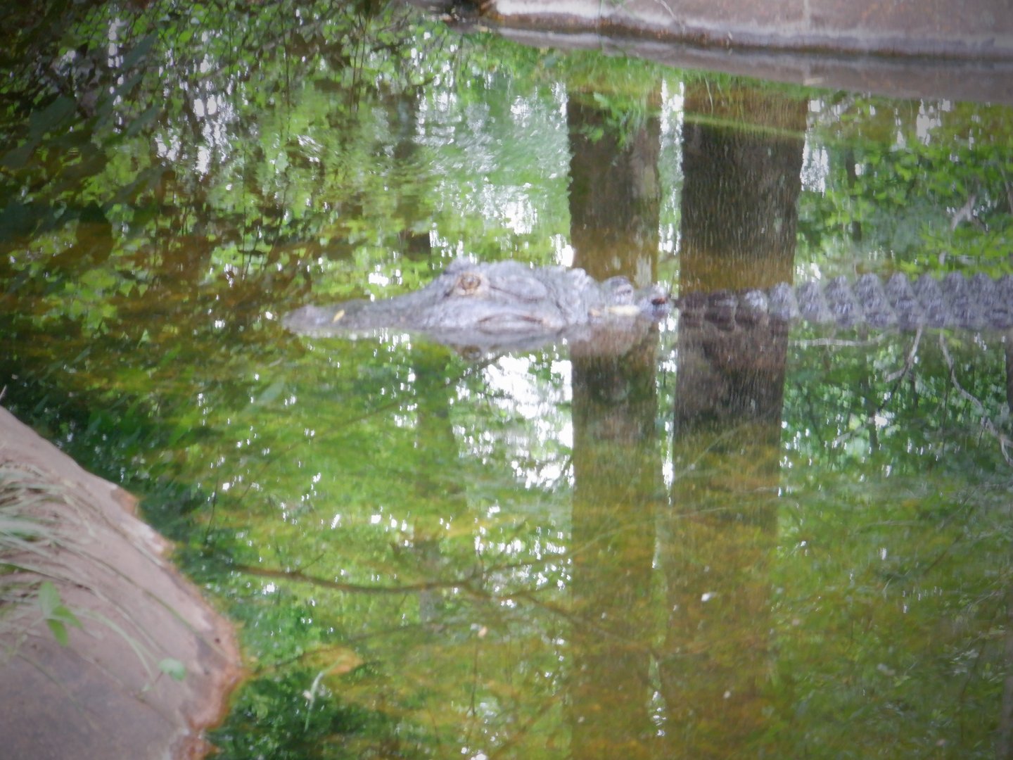 American Alligator at the North Carolina Zoo