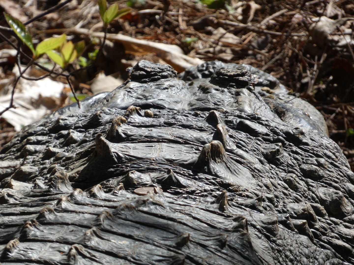 American Alligator at the North Carolina Zoo