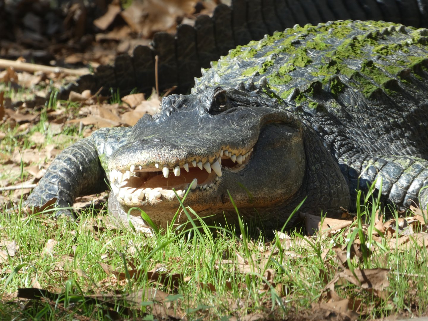 American Alligator at the North Carolina Zoo