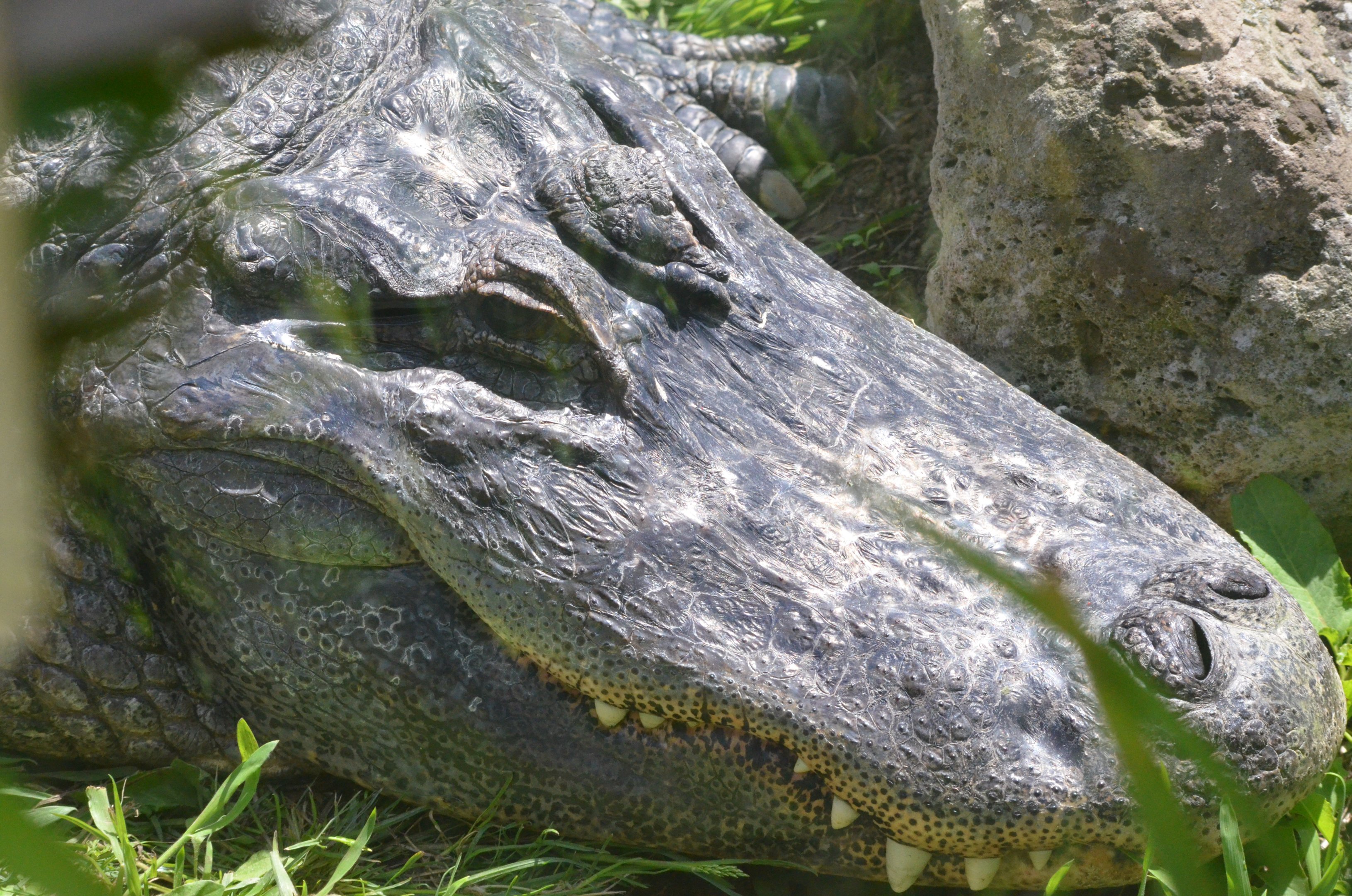 American Alligator at Thrigby Hall, 10/06/17