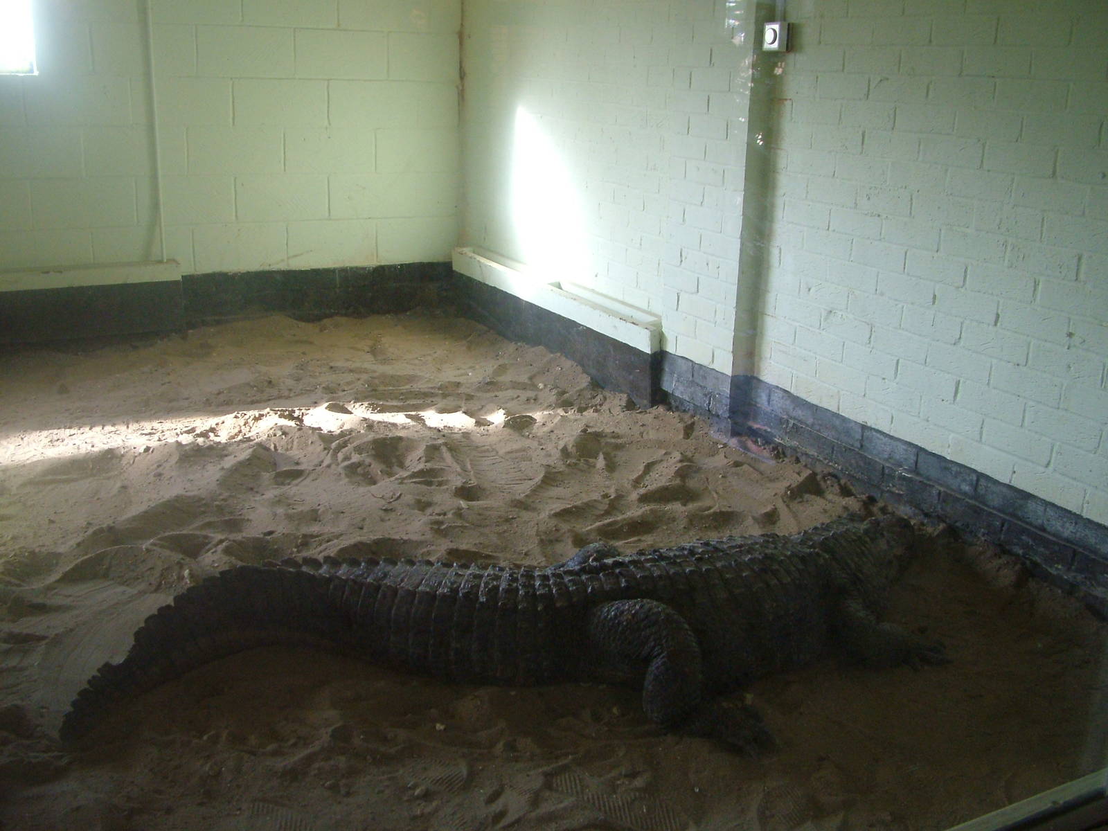 American Alligator at Wingham 28/11/09