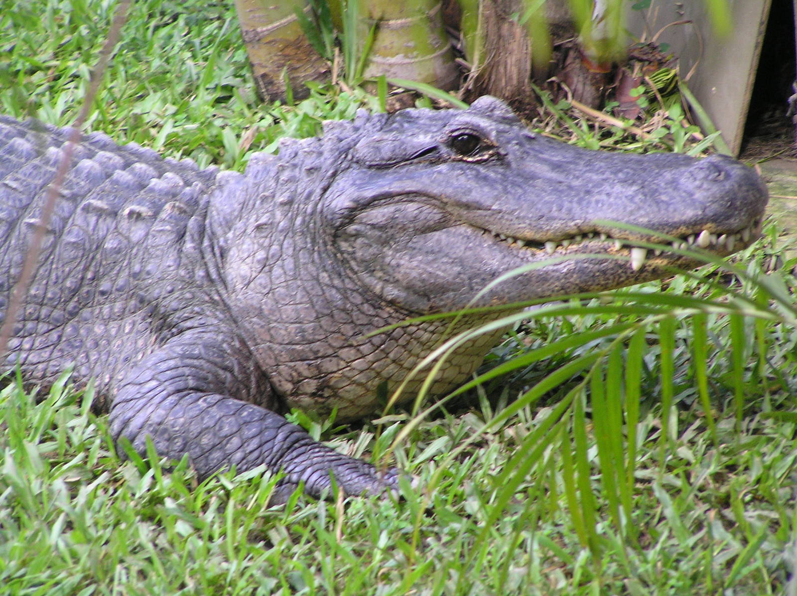 American alligator - Auckland 04