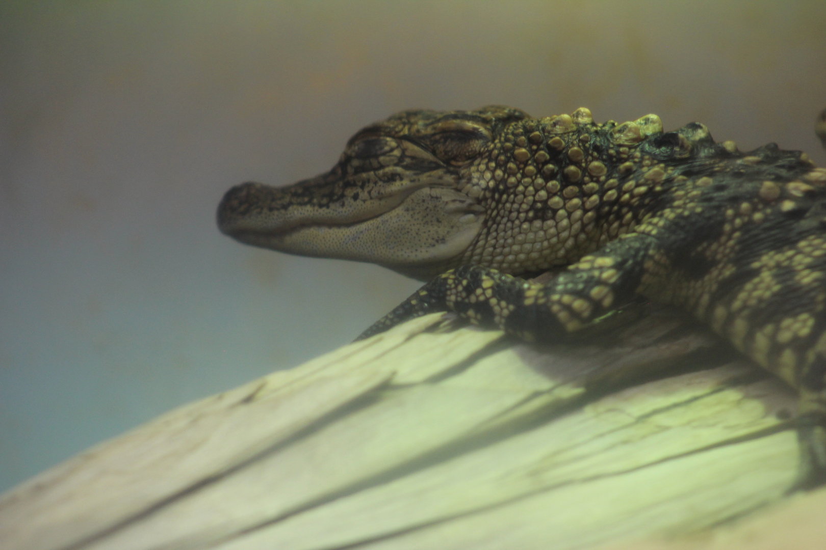 American alligator | August 19, 2023