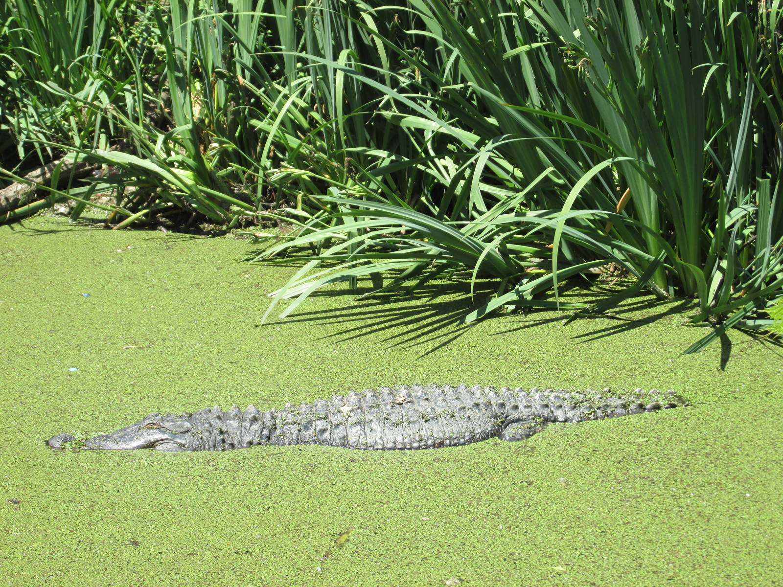 american alligator BA zoo