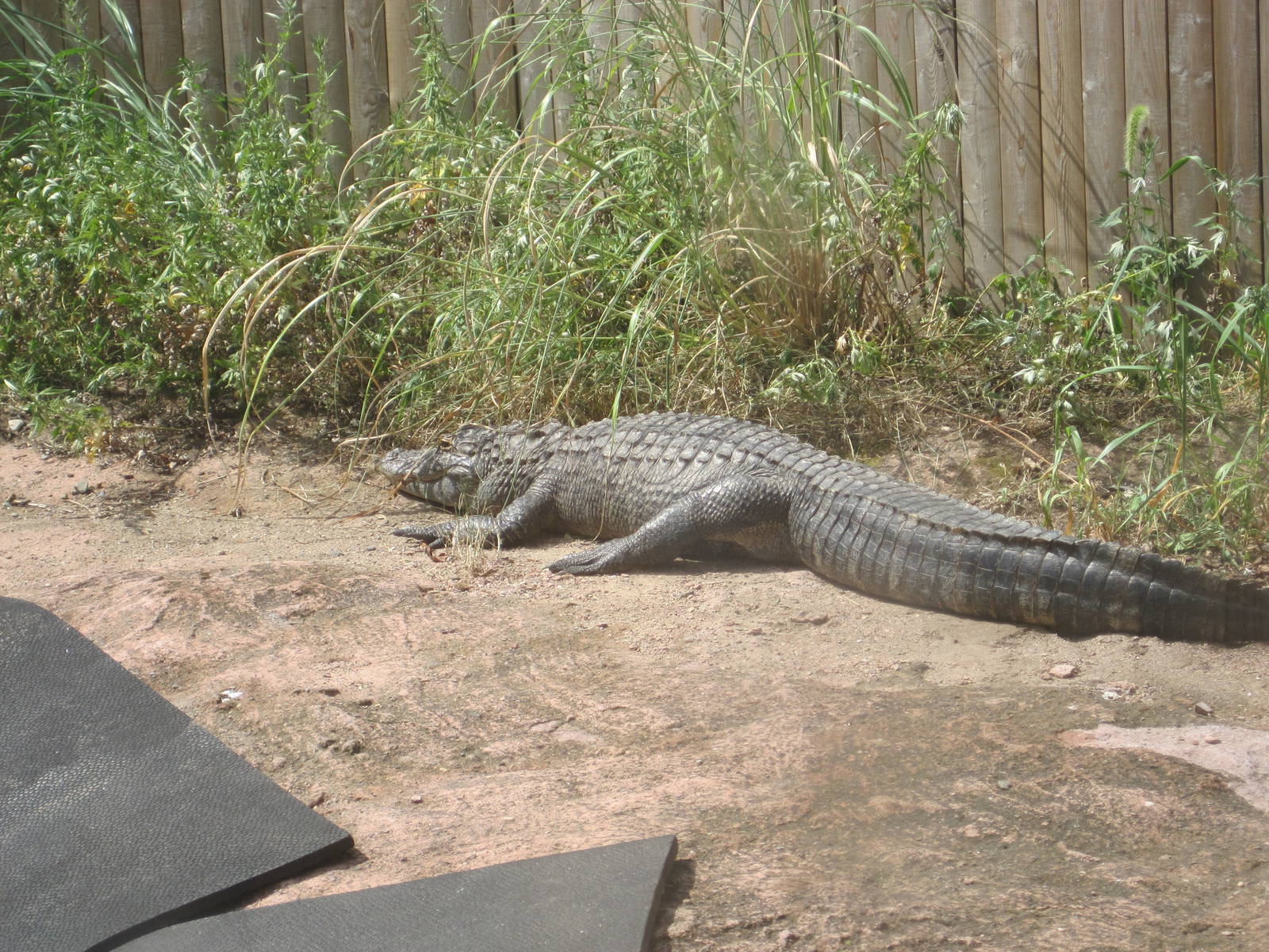 American Alligator Basking