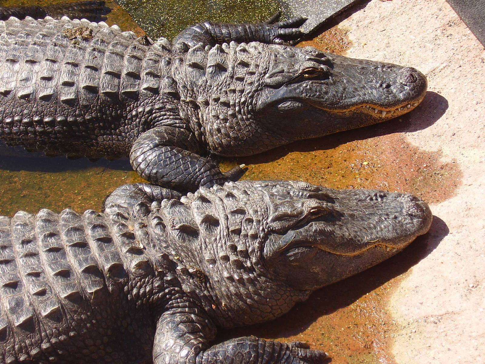 American Alligator- Beardsley Zoo MAY07 II