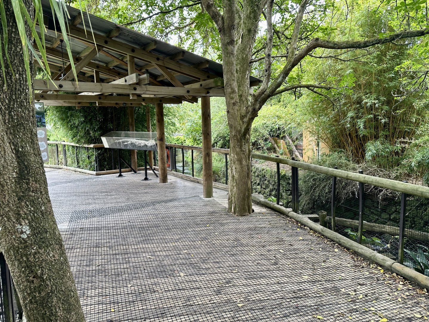 American Alligator Boardwalk