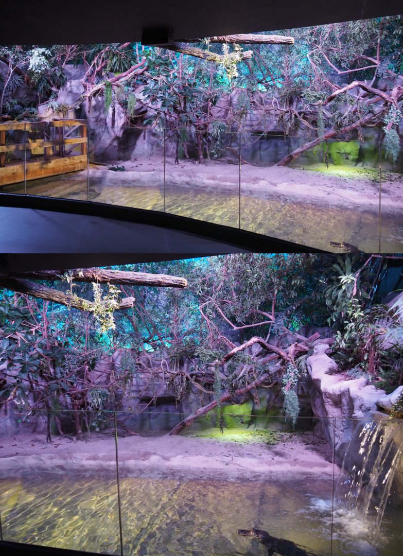 American alligator, Branderhorst's snapping turtle and green and black iguana exhibit, 2020-06-28