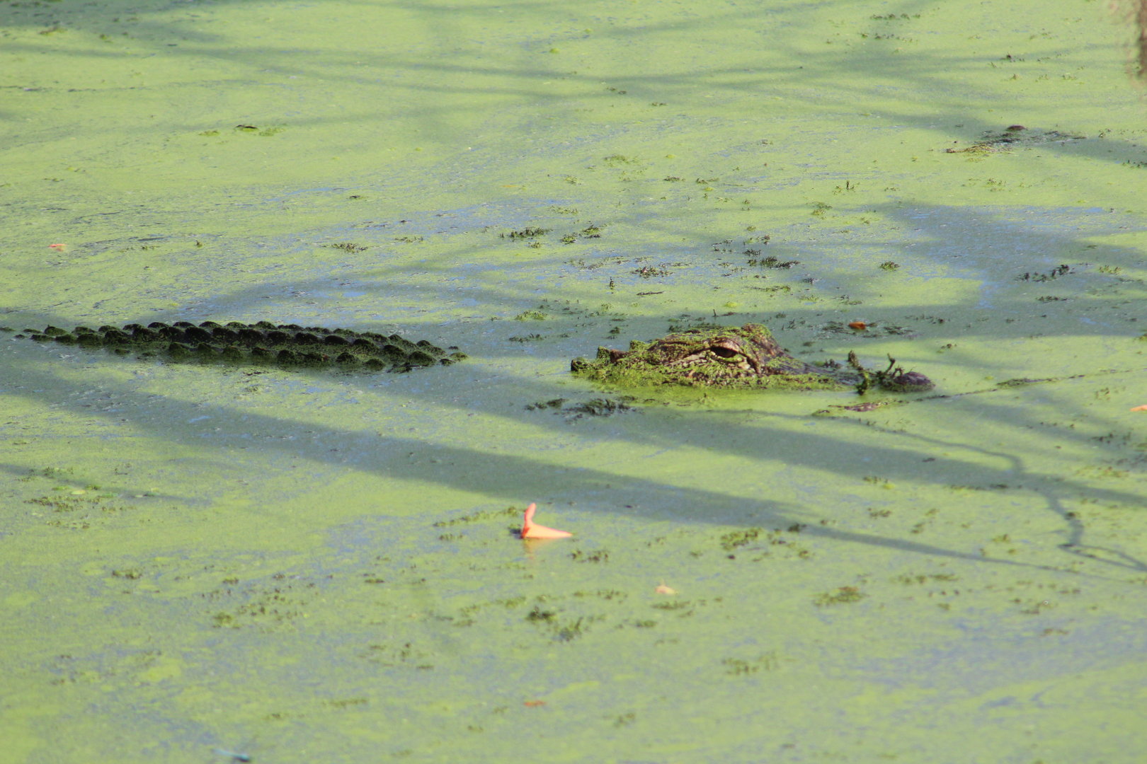 American alligator - Brazos Bend State Park