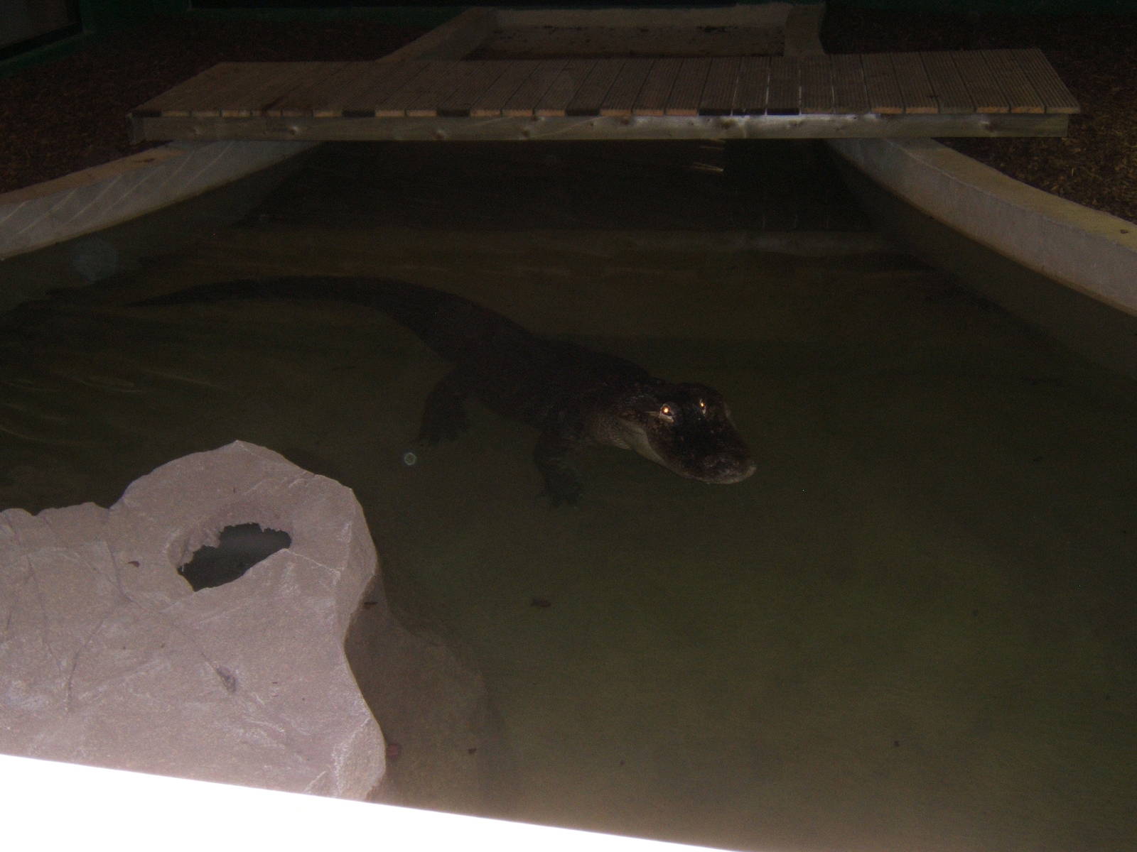 American Alligator Bull (Albert)