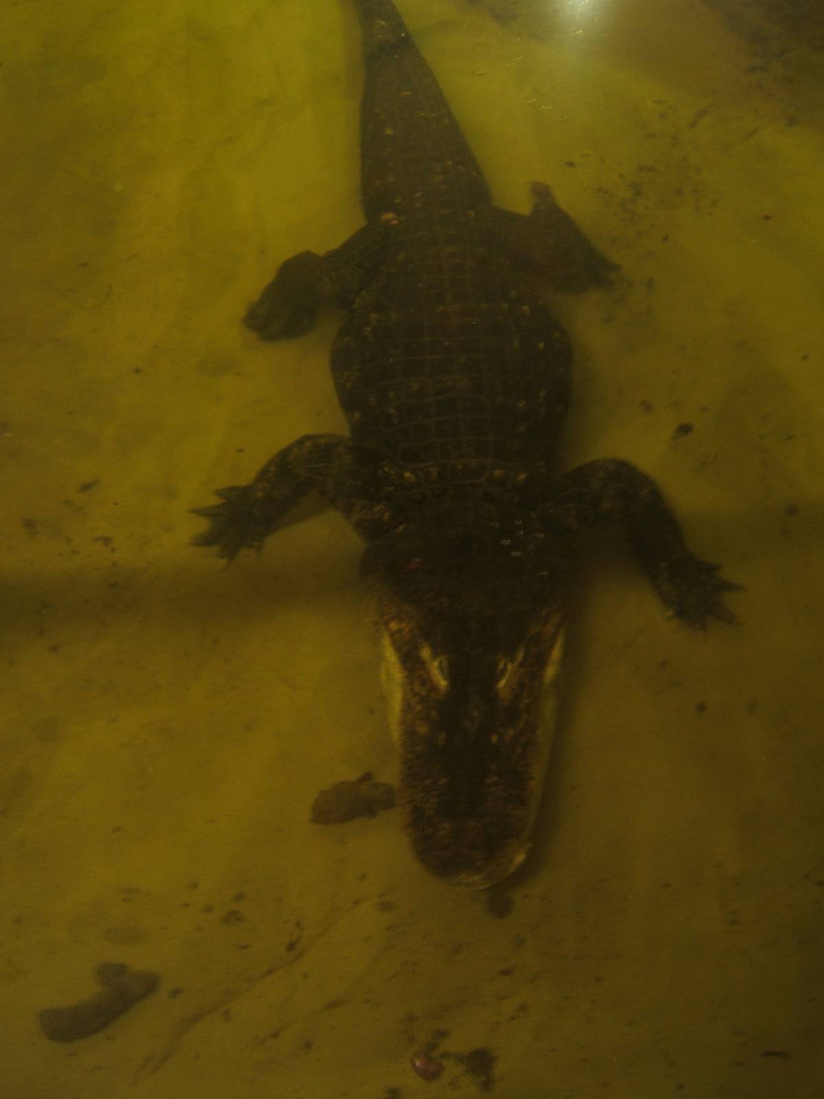 American Alligator Bull (Albert)