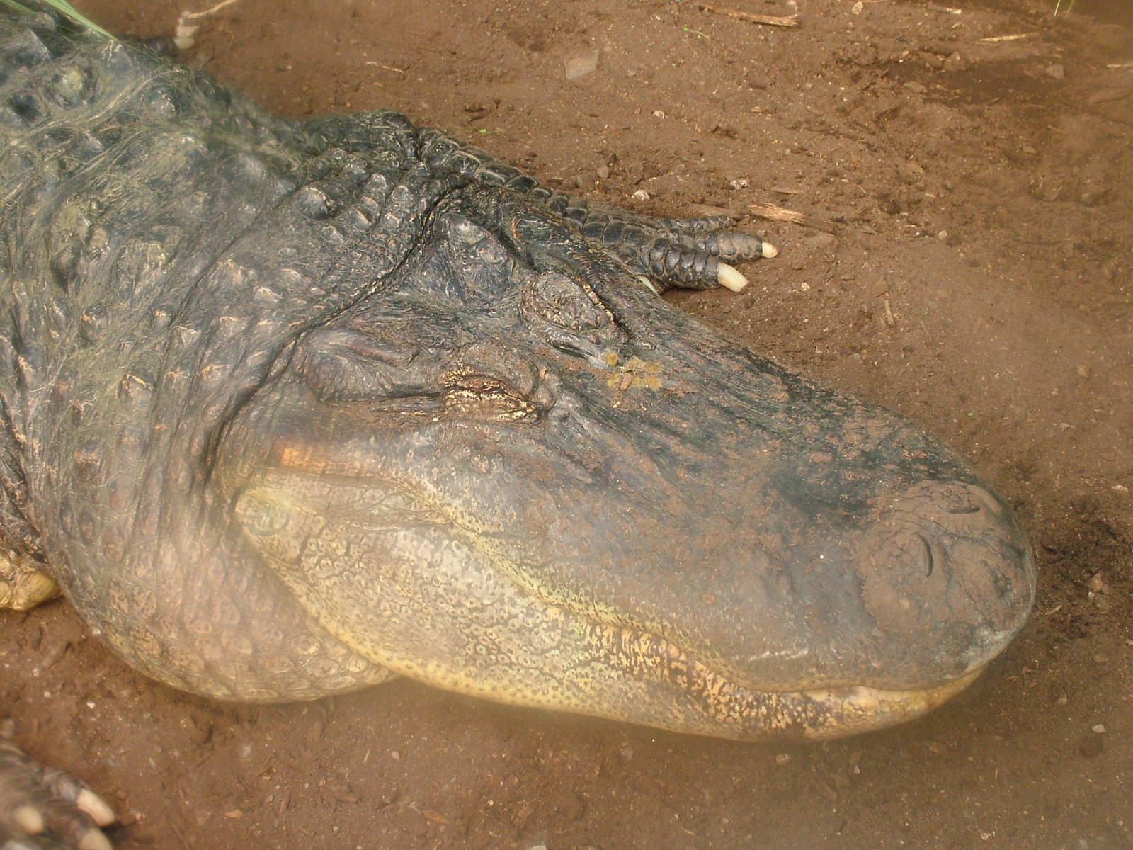 American Alligator bull at the Welsh Mountain Zoo Oct 08