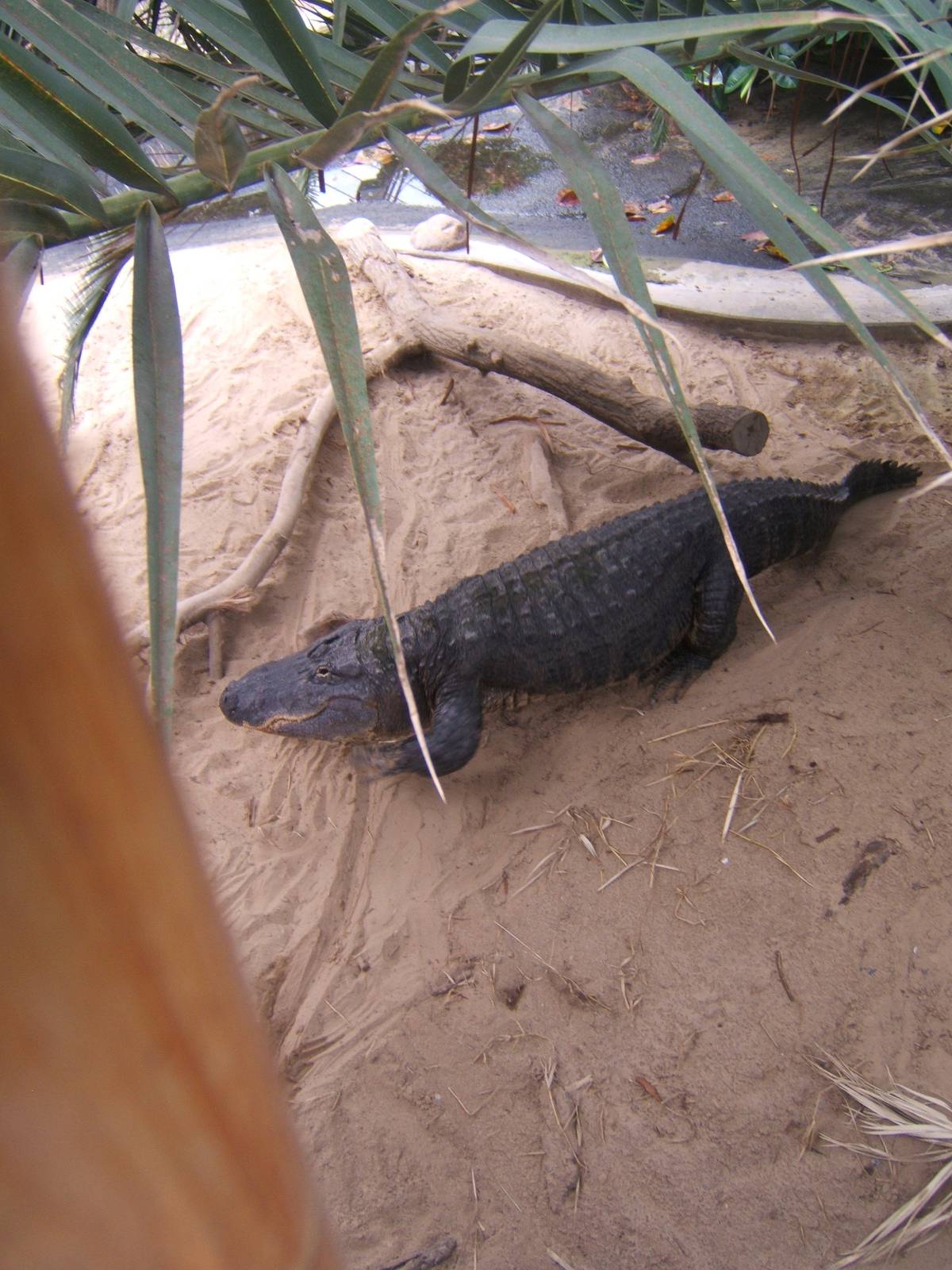 American Alligator (Bull)