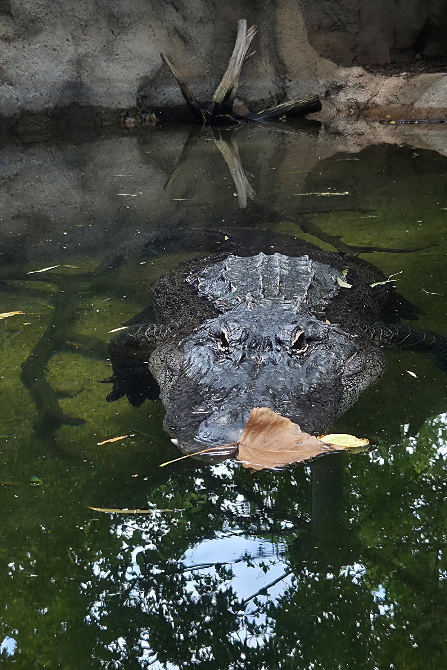 American Alligator-Cameron Park Zoo