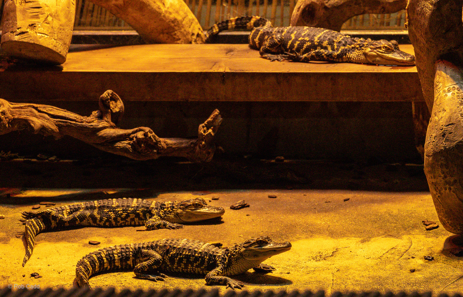 American alligator : Crocodiles of the World : 01 Jun 2024