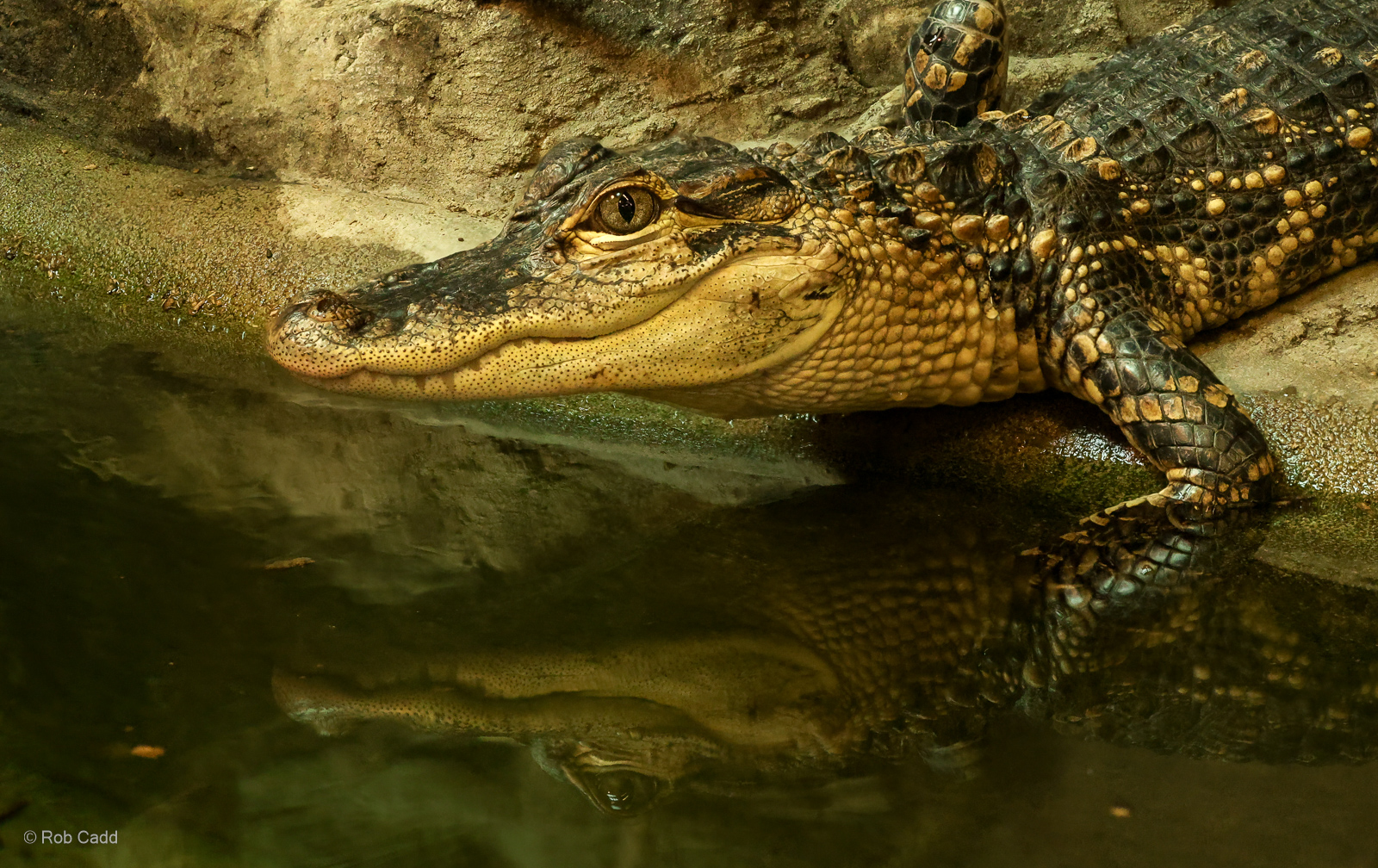 American alligator : Crocodiles of the World : 01 Jun 2024