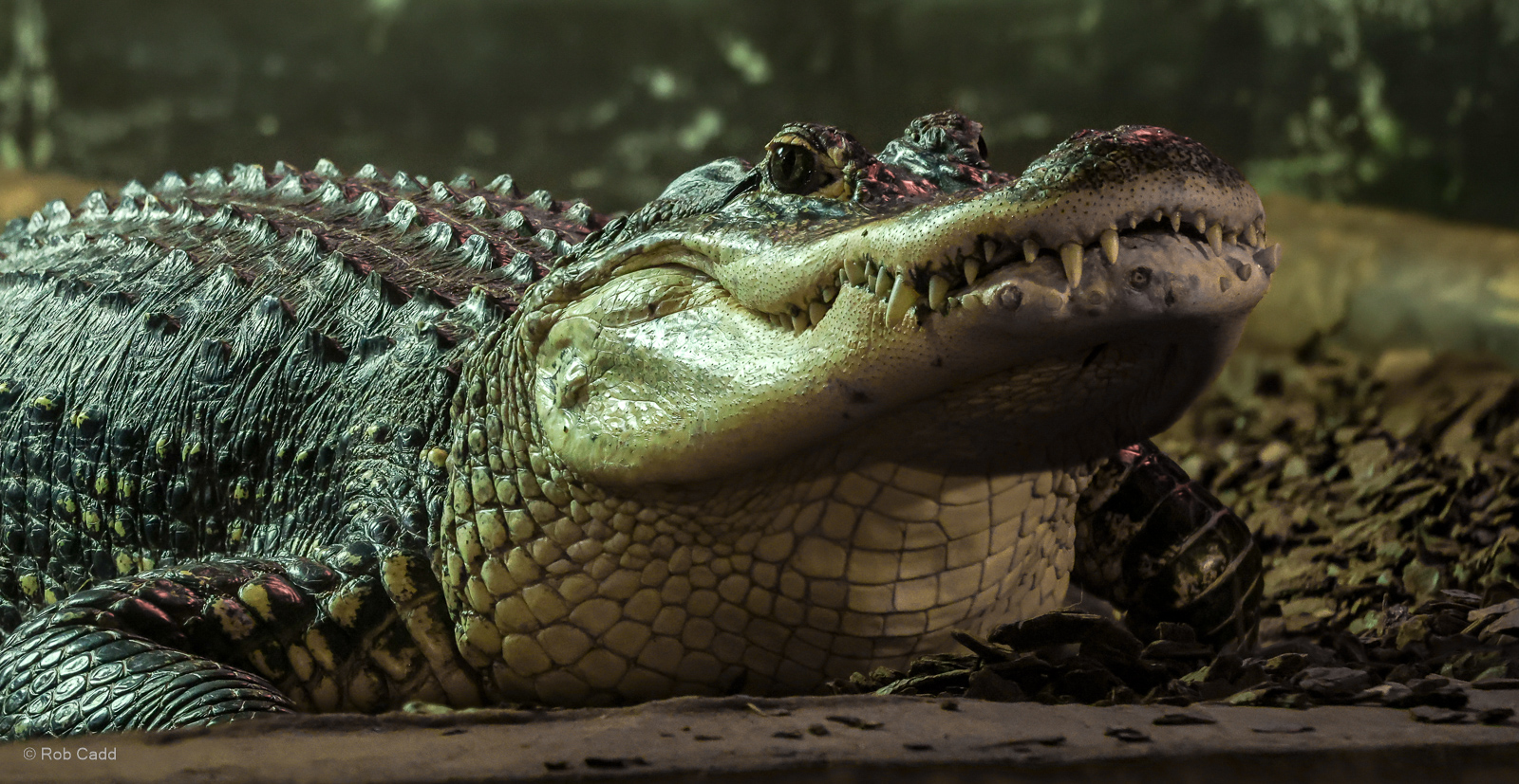 American alligator : Crocodiles of the World : 01 Jun 2024