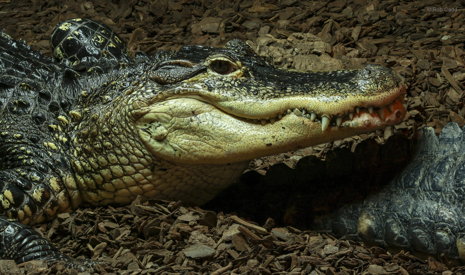 American alligator : Crocodiles of the World : 07 Jun 2024