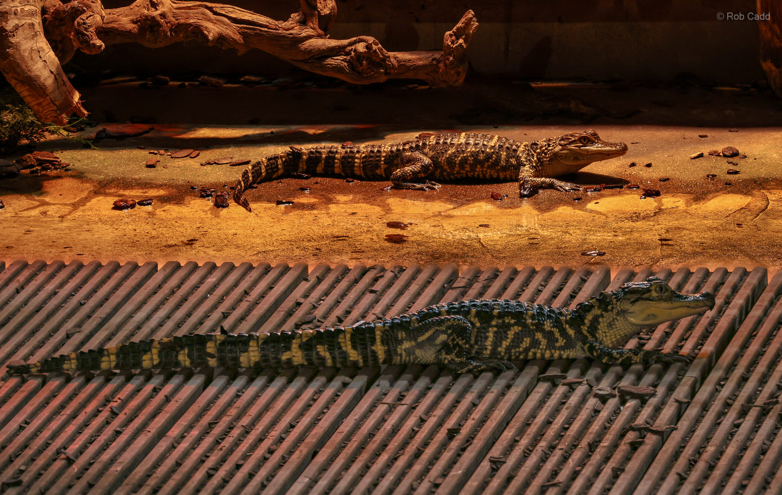 American alligator : Crocodiles of the World : 07 Jun 2024