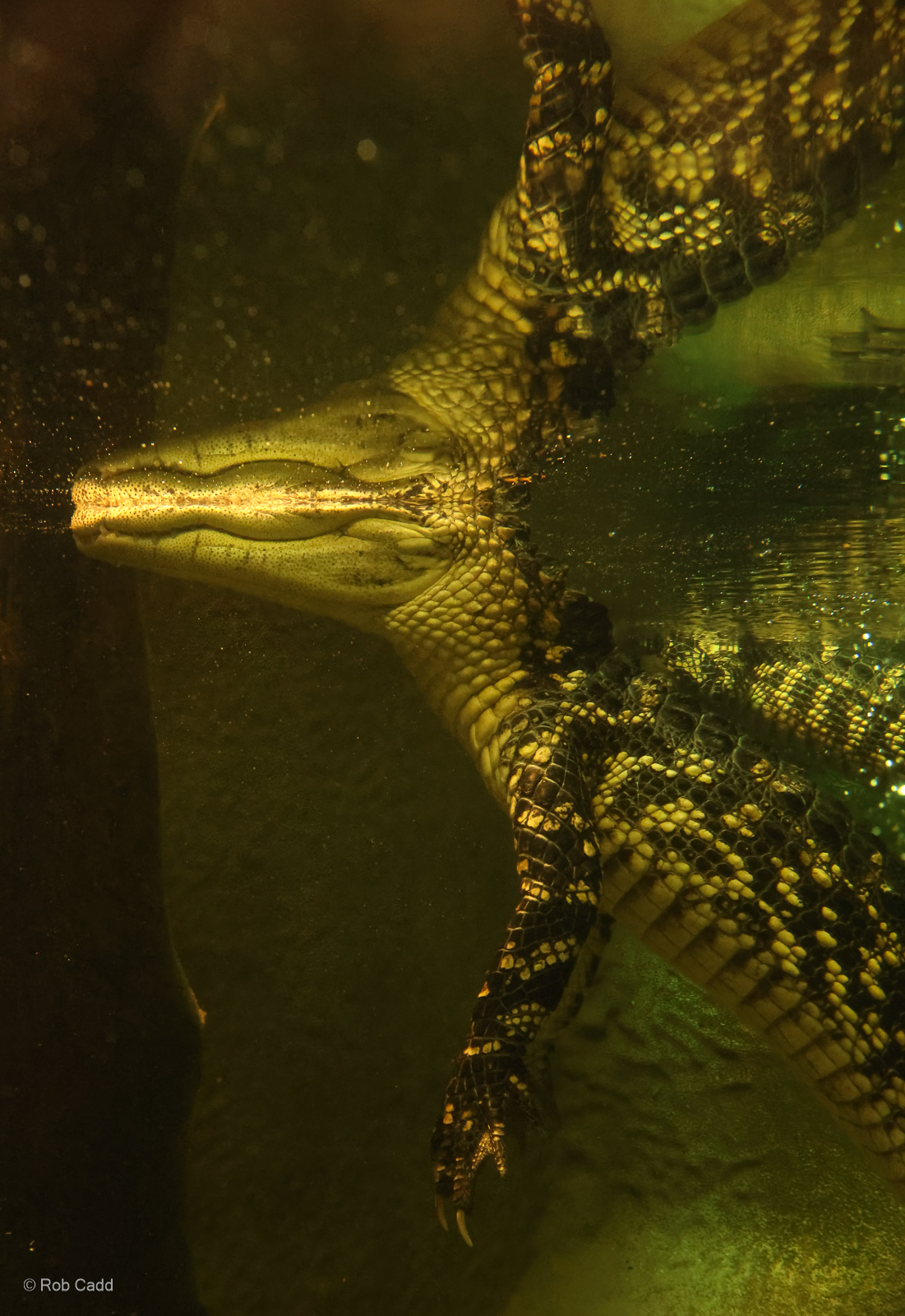 American alligator: Crocodiles of the World : 07 Jun 2024
