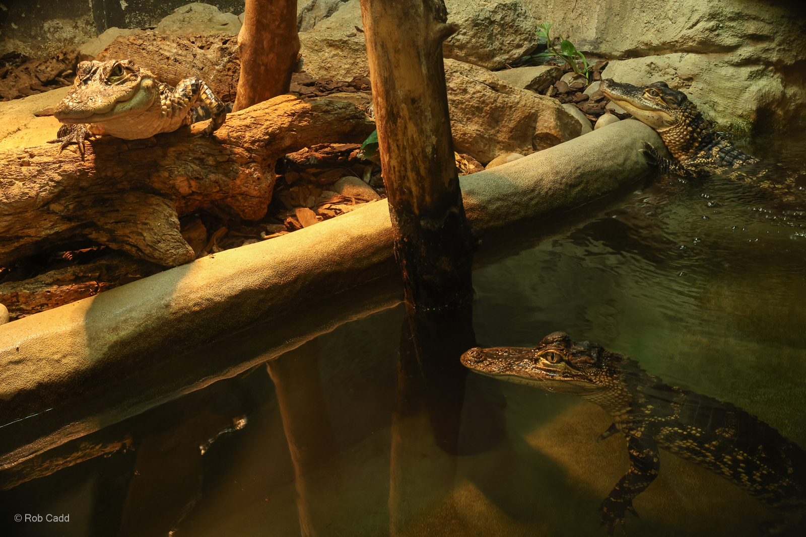 American alligator : Crocodiles of the World : 07 Jun 2024