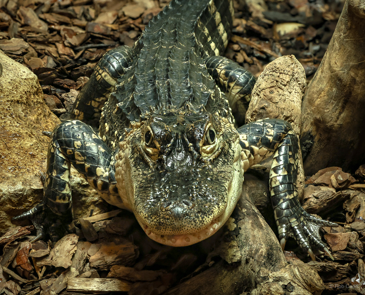 American alligator : Crocodiles of the World : 14 Mar 2025
