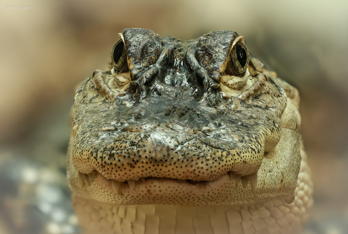 American alligator : Crocodiles of the World : 14 Mar 2025