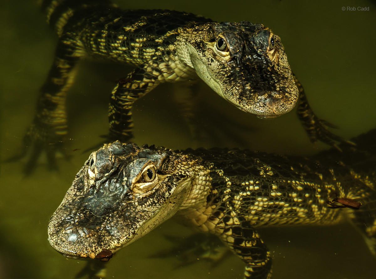 American alligator : Crocodiles of the World : 14 Mar 2025