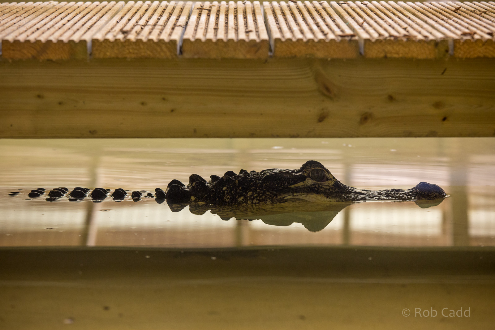 American alligator : Crocodiles of the World : 14 Nov 2014