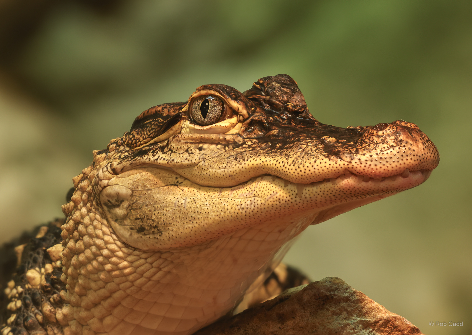 American alligator : Crocodiles of the World : 20 Jun 2024