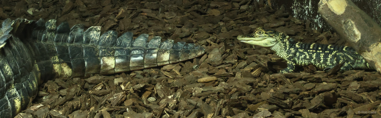 American alligator : Crocodiles of the World : 20 Jun 2024