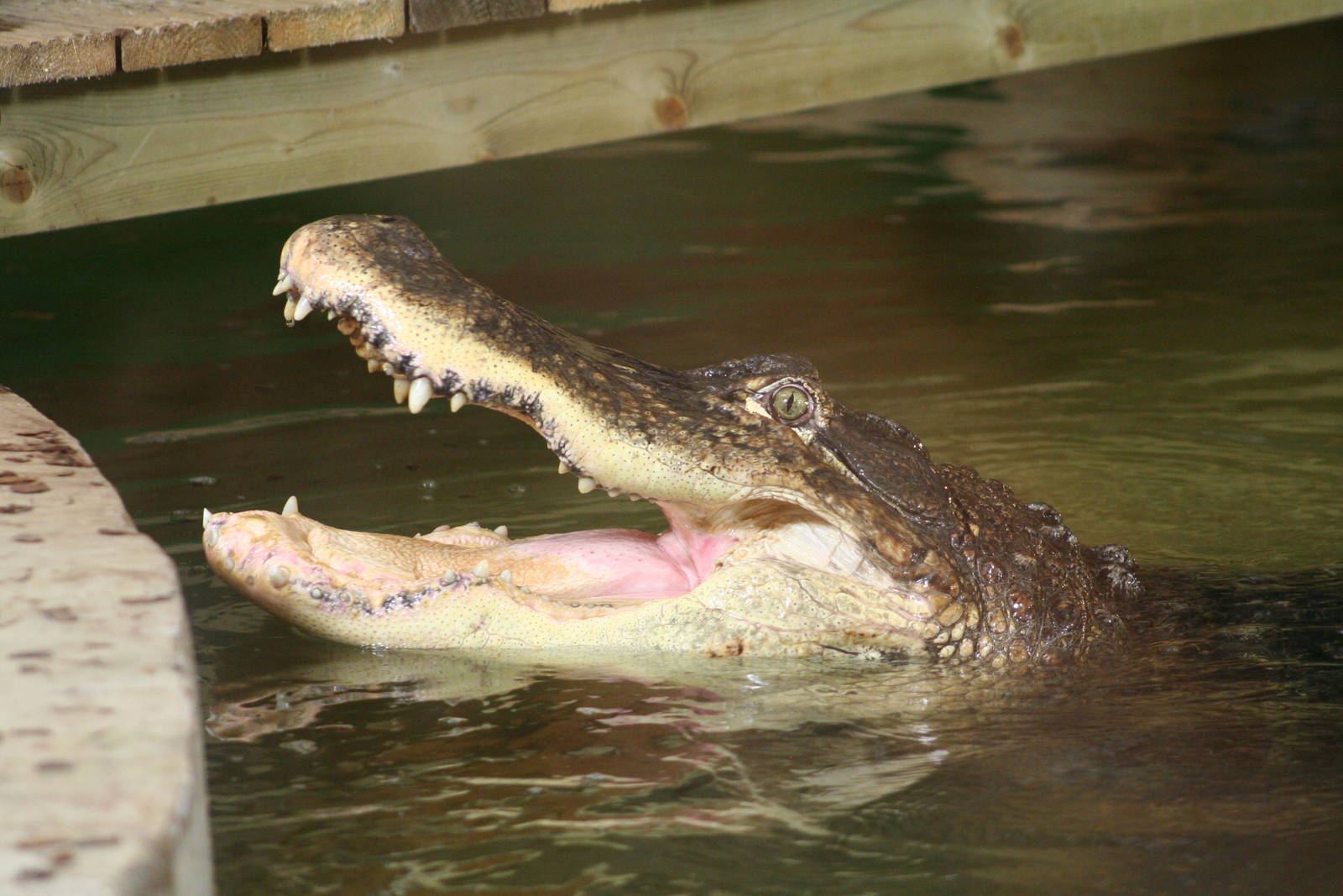 American Alligator @ Crocodiles of the World; 24.10.2014