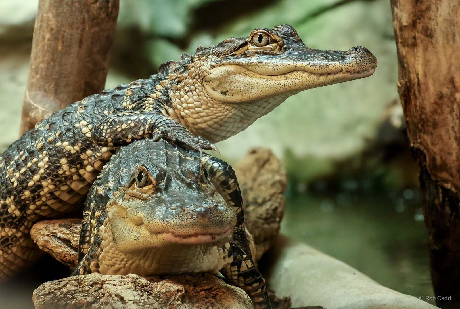 American alligator : Crocodiles of the World : 28 Jul 2024
