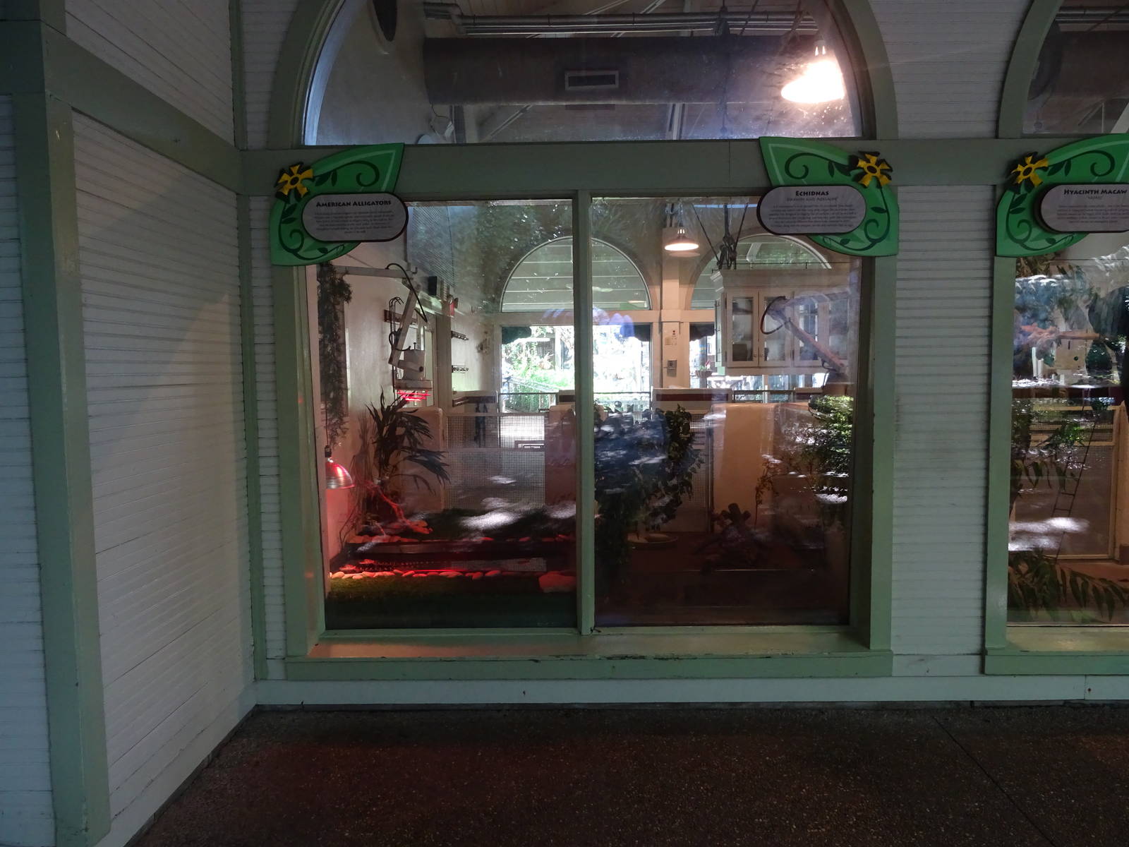 American Alligator / Echidna Exhibits at Busch Gardens Tampa