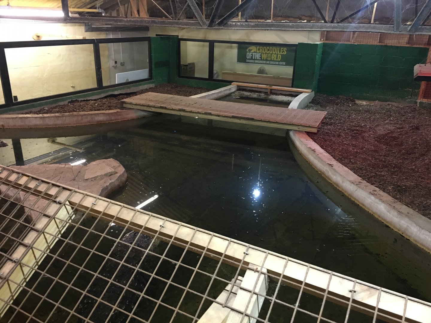 American alligator enclosure 100917