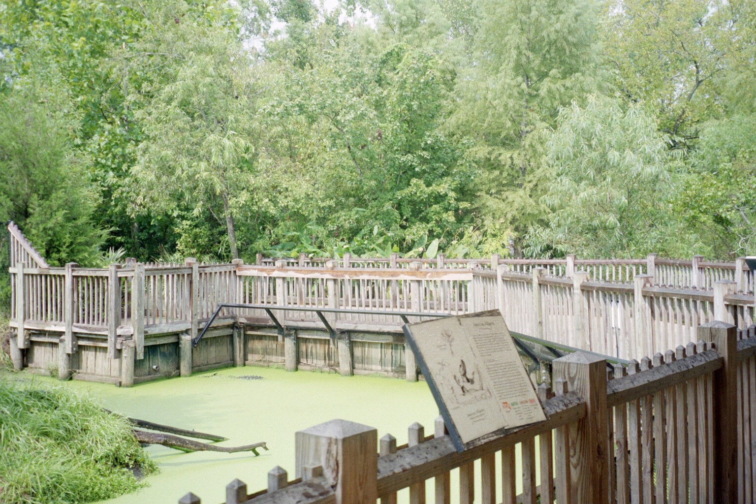 American Alligator Enclosure and Boardwalk - Wild Florida