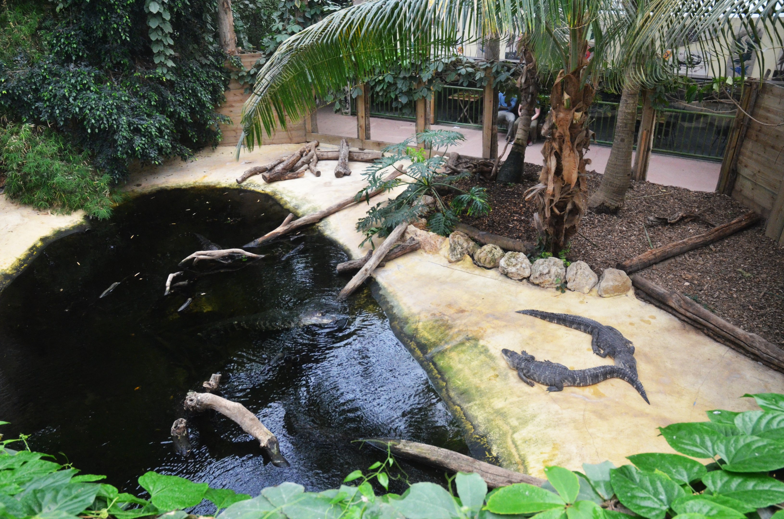 American Alligator Enclosure at Biotropica, 16/06/18