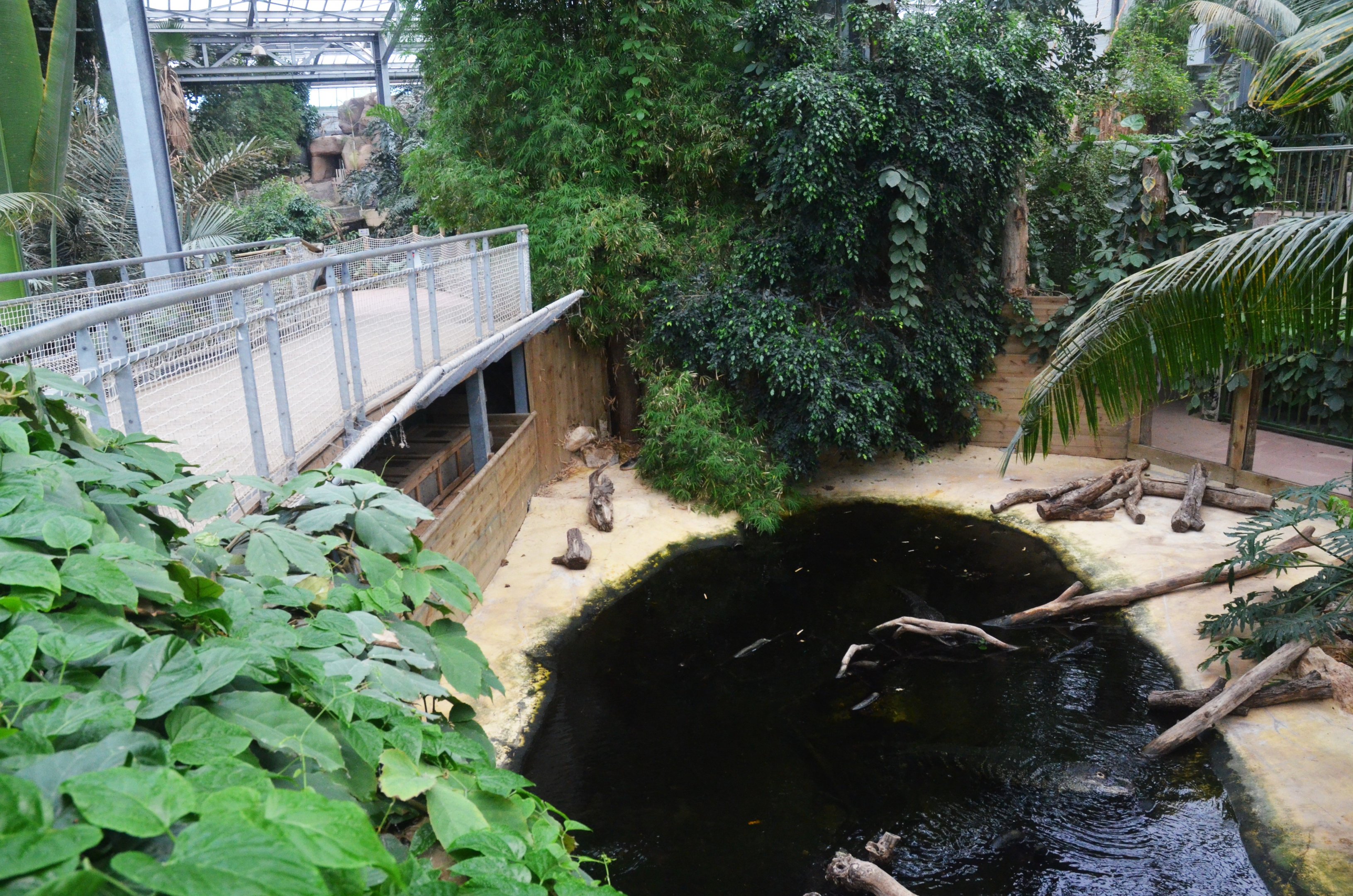 American Alligator Enclosure at Biotropica, 16/06/18