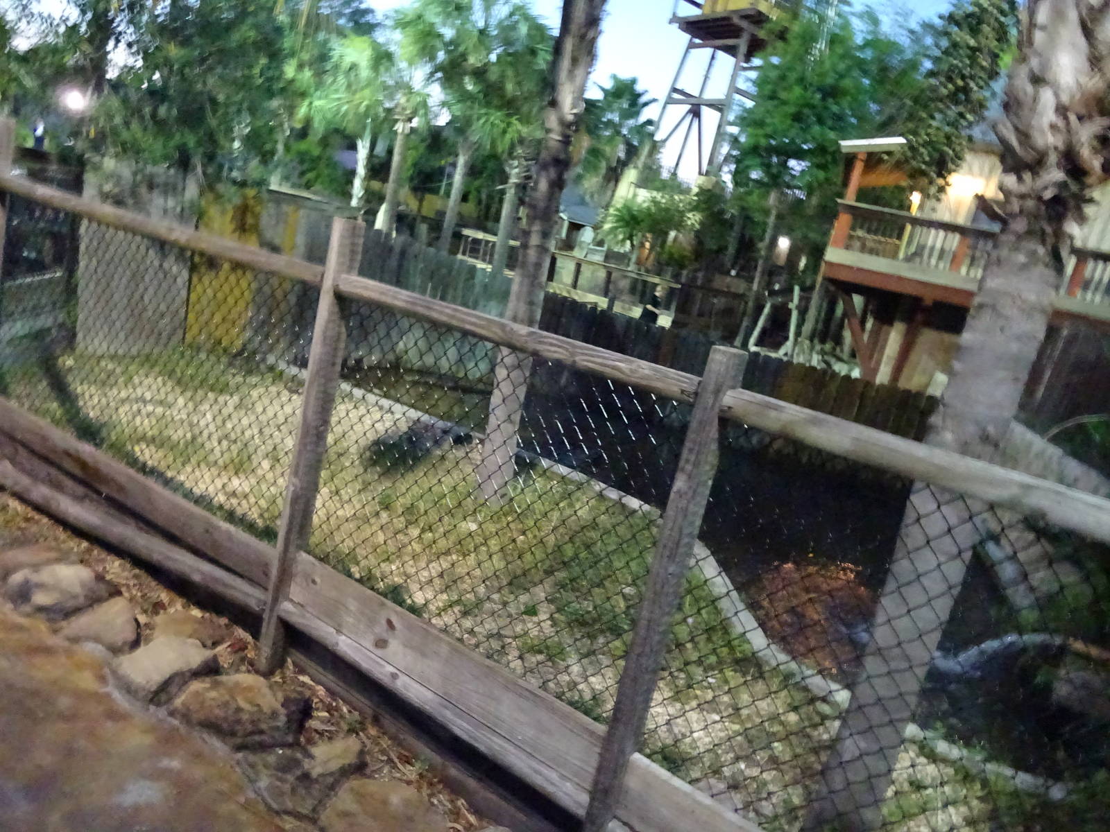 American Alligator Enclosure at Gator Golf - 28/08/2014