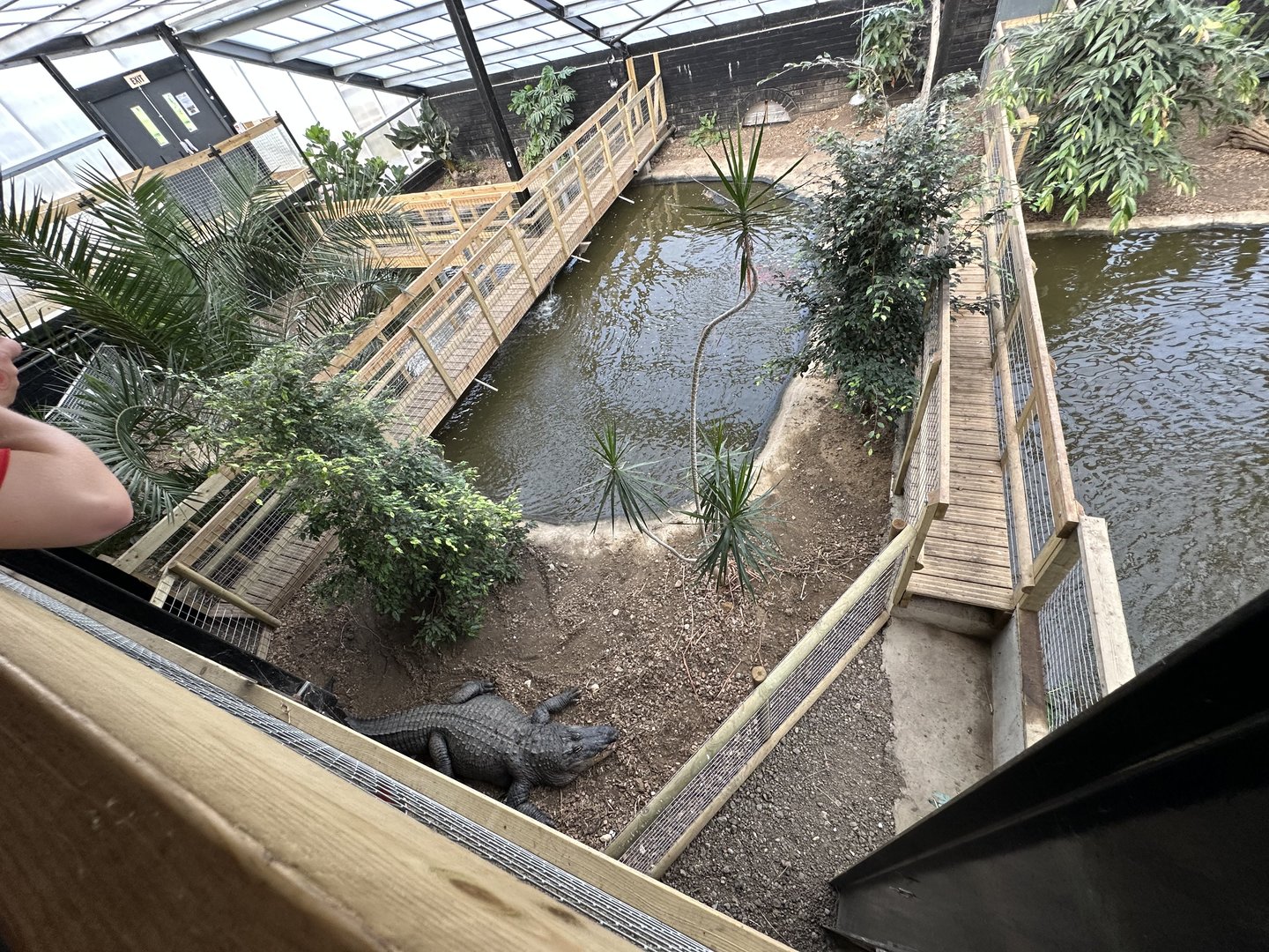 American Alligator Enclosure at Johnsons of Old Hurst (October 2023)
